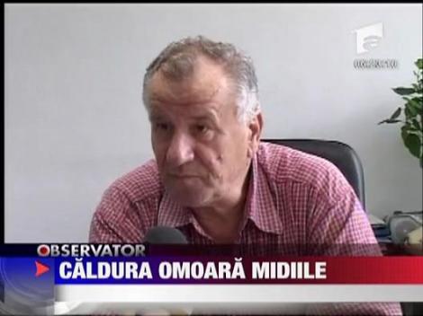 Caldura ormoara midiile