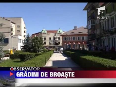 Gradini de broaste