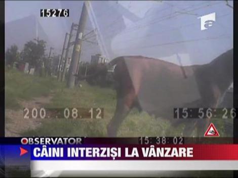 Caini interzisi la vanzare