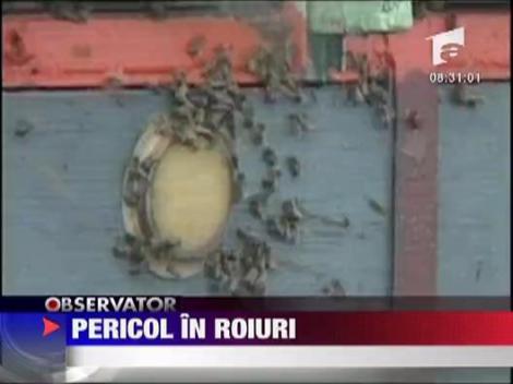 Antrenament pentru roiurile de albine