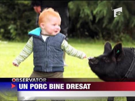 Un porc bine dresat