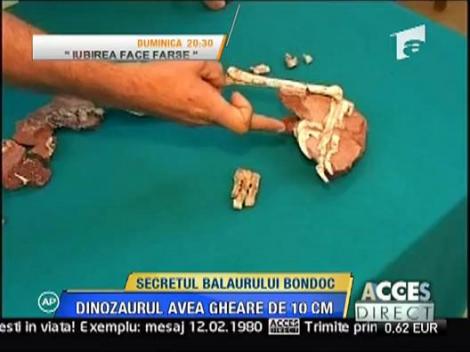 Secretul balaurului bondoc, descoperit la Sebes