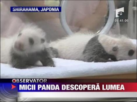 Micii panda descopera lumea