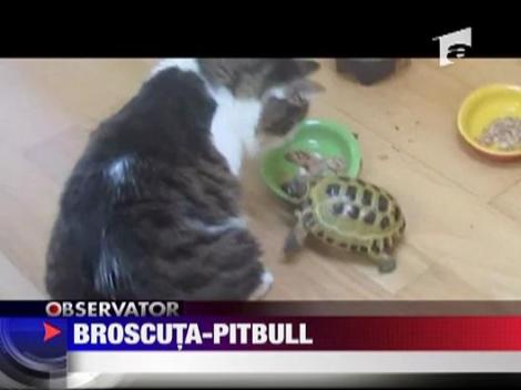 Broscuta-pitbull