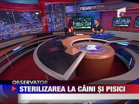 Sterilizarea la caini si pisici