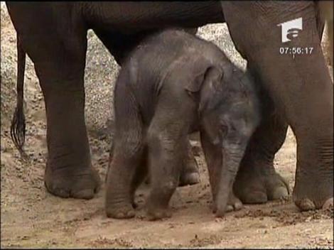 Primul elefant nascut in Australia