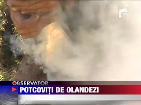 Potcoviti de olandezi