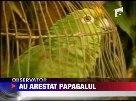 Au arestat papagalul