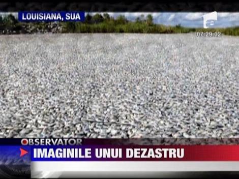 Imaginile unui dezastru ecologic. Golful Mexic