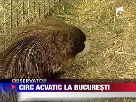 Circ acvatic la Bucuresti