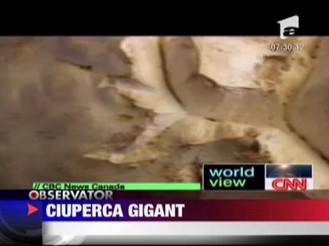 Ciuperca gigant