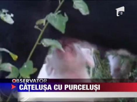 Catelusa cu purcelusi