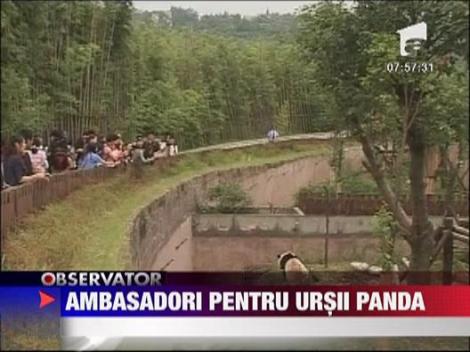 Ambasadori pentru ursii panda