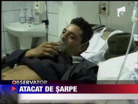 Muscat de sarpe la cules de ciuperci