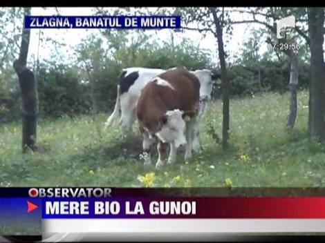 Mere bio la gunoi