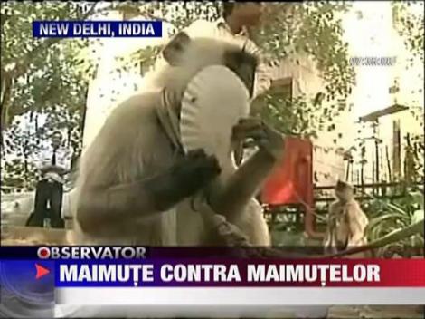 Maimute contra maimutelor