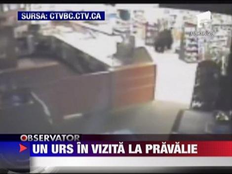 Un urs in vizita la pravalie