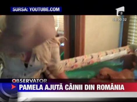 Pamela Anderson ajuta cainii din Romania