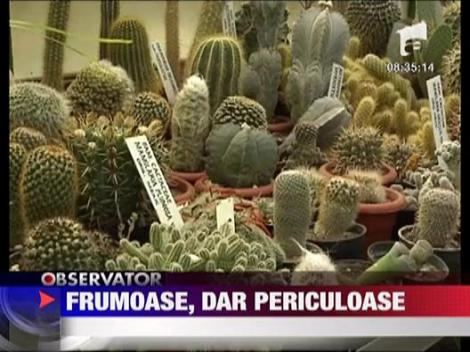 Plantele decorative, frumoase, dar periculoase