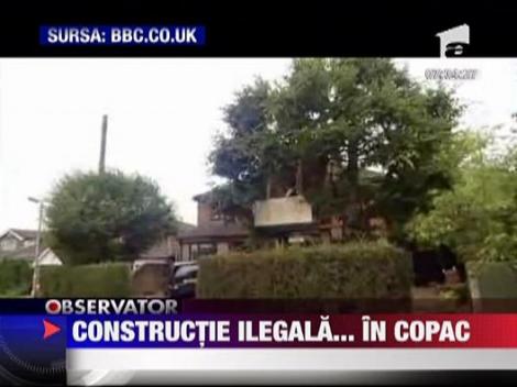 Constructie ilegala... in copac
