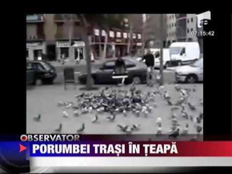 Porumbei trasi in teapa la Brasov