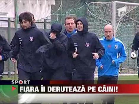 Fiara ii deruteaza pe caini