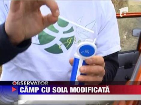 Camp romanesc cu soia modificata genetic