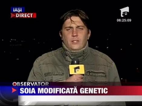 Soia modificata genetic