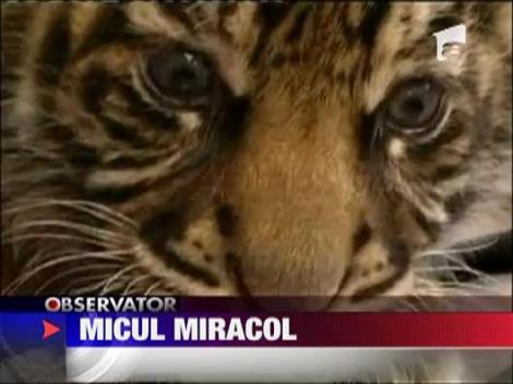 O tigroaica considerata infertila a nascut la gradina zoologica din Frankfurt