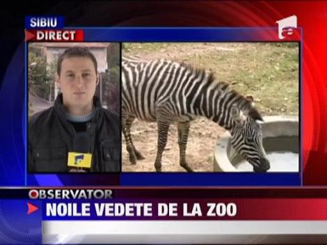 Noile vedete de la Zoo