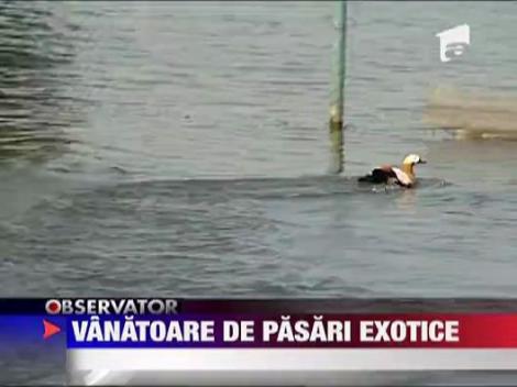 Vanatoarea de pasari exotice