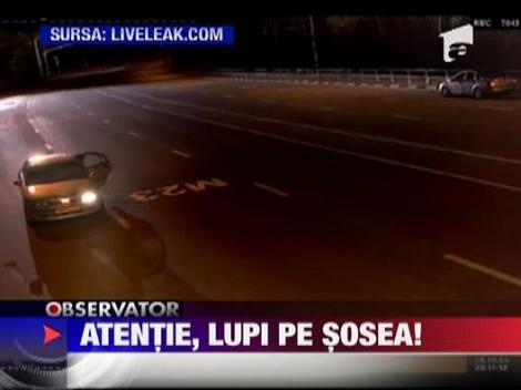 Atentie, lupi pe sosea!