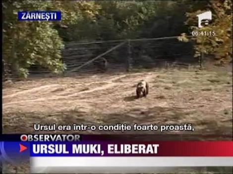 Ursul Muki, eliberat