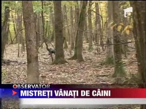 Mistreti vanati de caini