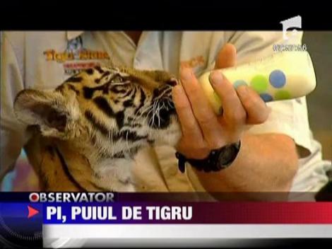 PI, tigrisorul de 12 saptamani