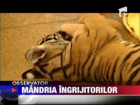 Micul tigru Pi, mandria ingrijitorilor