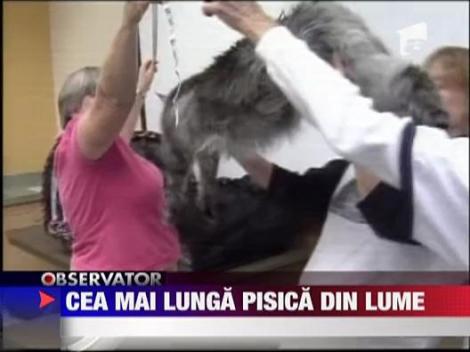 Cea mai lunga pisica din lume