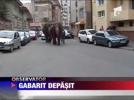 Elefanti la plimbare prin Satu Mare