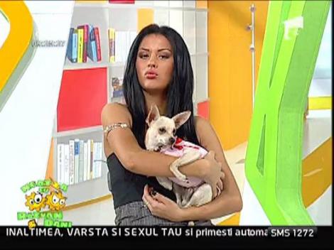 Cel mai inutil caine de pe planeta