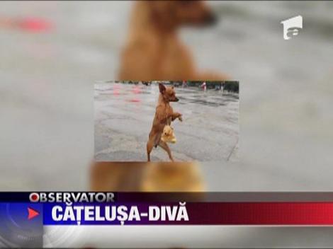 O catelusa din China este o adevarata diva