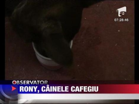 Rony, cainele cafegiu