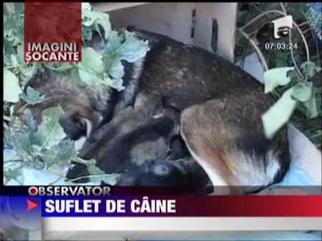 IMAGINI SOCANTE! Suflet de caine