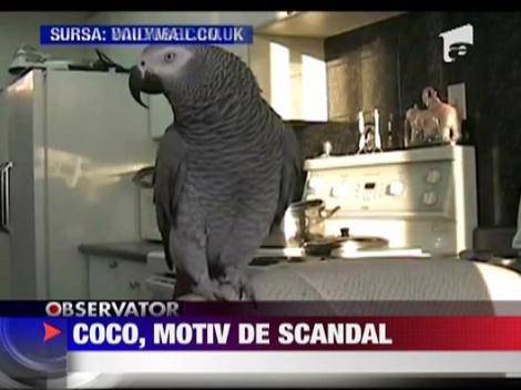 Coco, papagalul tenor