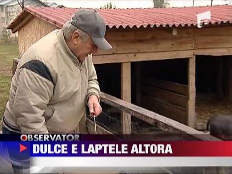 Laptele romanesc, hrana pentru porci