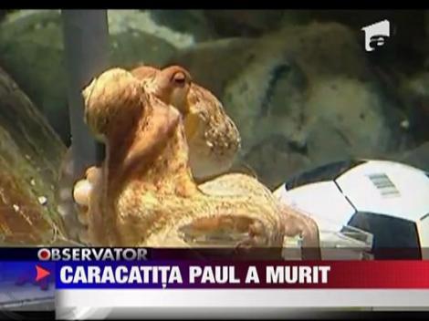 Caracatita Paul a murit