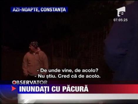 Inundati cu pacura