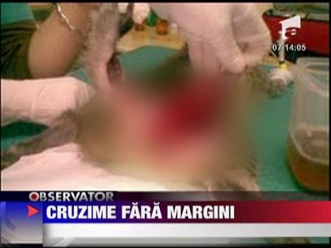 Cruzime fara margini de Halloween in Brasov - pisica taiata cu un cutit