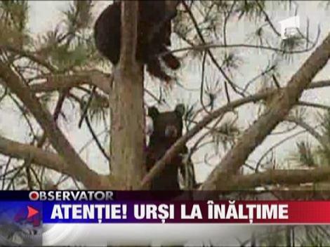 Atentie! Ursi la inaltime