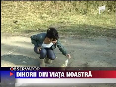 Dihorii din viata noastra