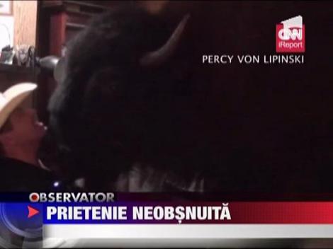 Bizonul, animal de companie